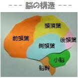 脳の構造イメージ